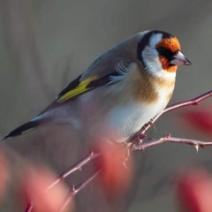 Goldfinch