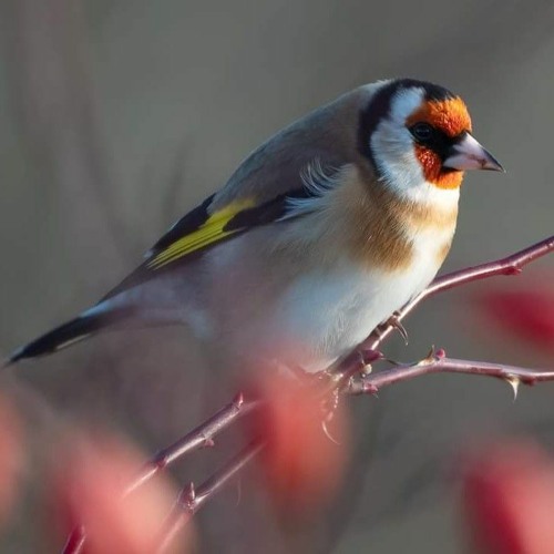 Goldfinch