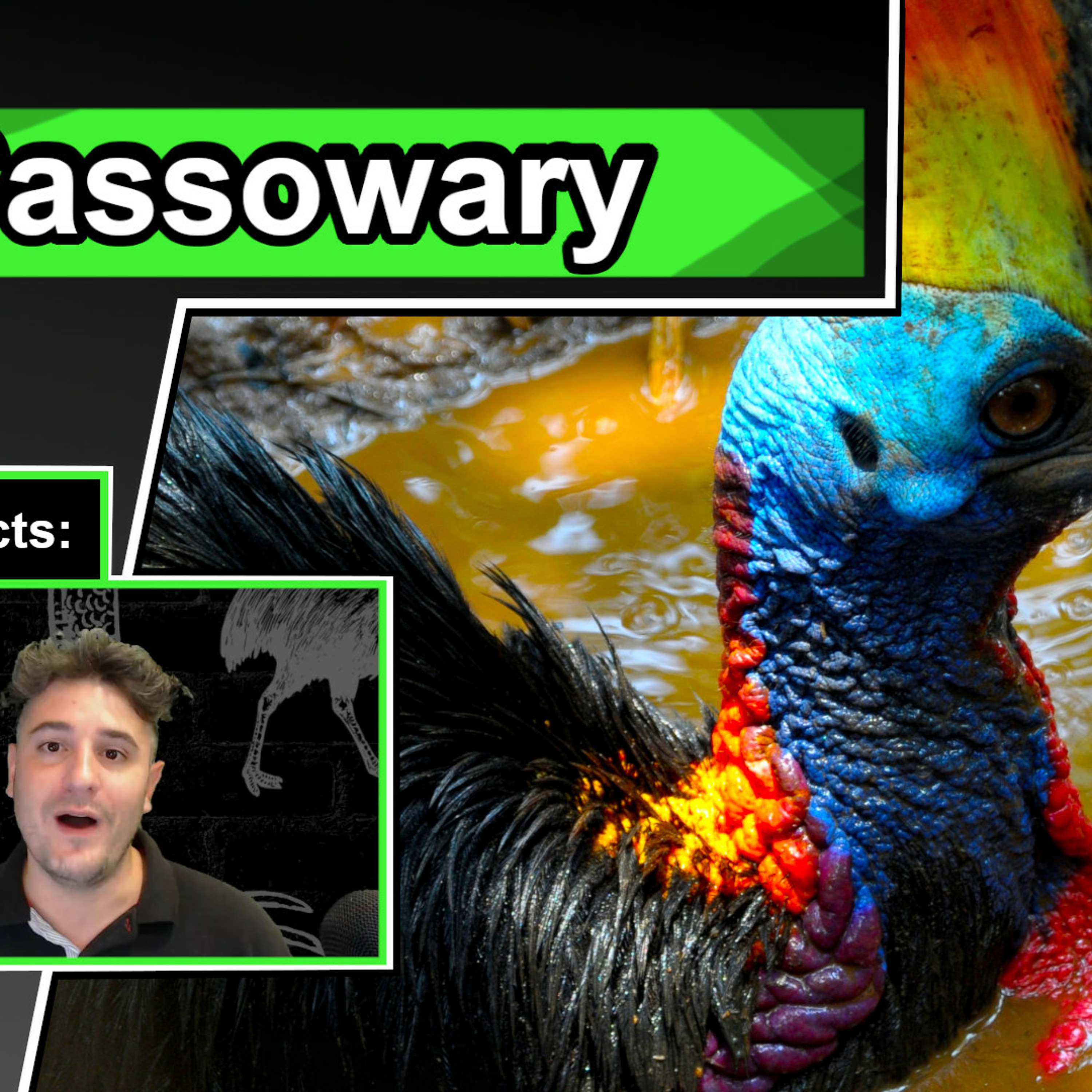 10 Cool Facts about Cassowaries | Animal Facts about the Cassowary 10 Cool Facts about Cassowaries | Animal Facts about the Cassowary