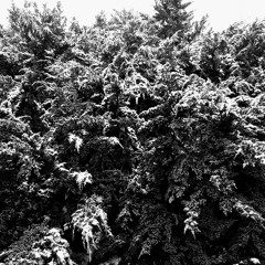Evening Snow