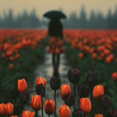 Burning Love and Black Tulips