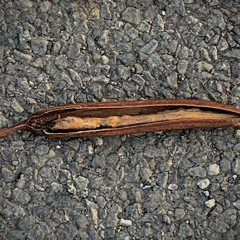 Dancing with Spirits, Feet and Earth in Prayer