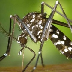 Marcos Arezo-Provincia intensifica la prevención y detección de Dengue