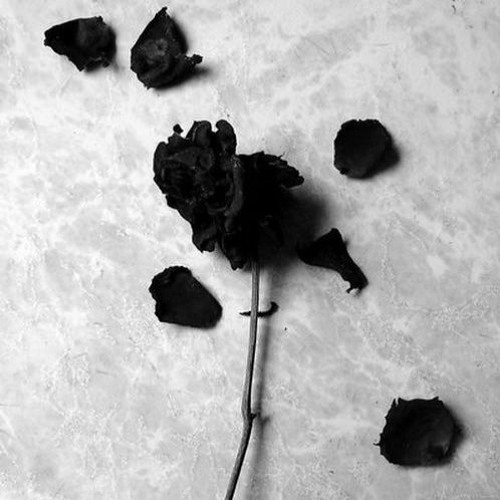 Stream Black Rose (contemporary classical) by Shayne Dalva The Soundpainter