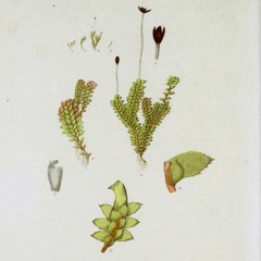 HK_Fantaisies_tracks_327