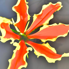 VARICOSE