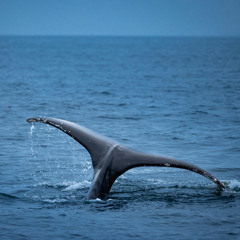 سورة يونس - تلاوة خاشعة