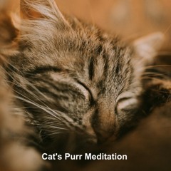 Cat's Purr Meditation (Loopable with No Fade)