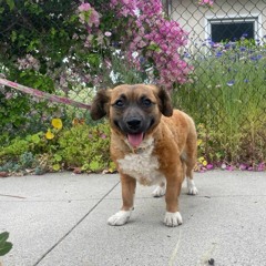 TJS - face licker (coming for you).m4a