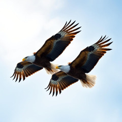 Where The Eagles Fly