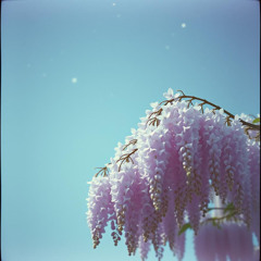 あの坂道にに影落とす藤の花