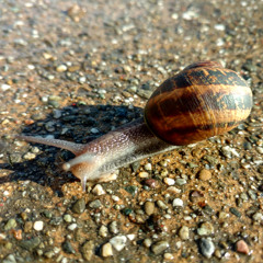 The Day I Found the Universe in a Snail