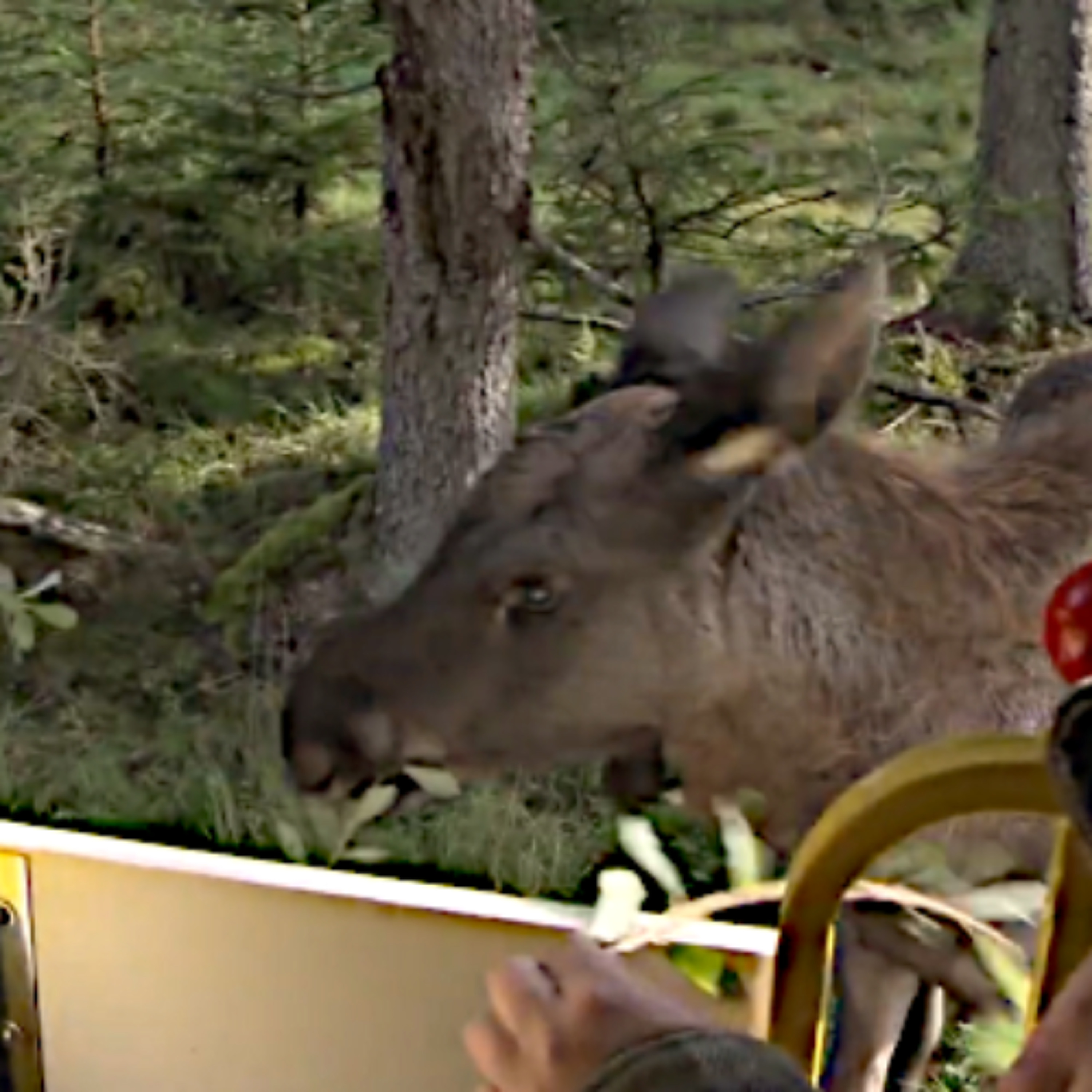 GOD is time. On my way to a park with Moose tomorrow episode artwork