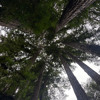 REDWOOD FOREST FREESTYLE