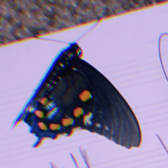 Metamorphosis (Demo3)