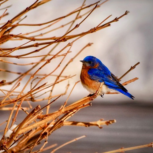 I Wish You Bluebirds in the Spring.  Aleck Rand, Chuck Weirich, Oddrun Eikli