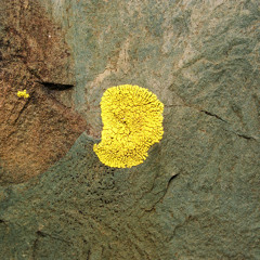 Phlyctis argena