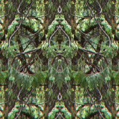 Deep In The Mystic Woods: Osmosis in the Trees 2024