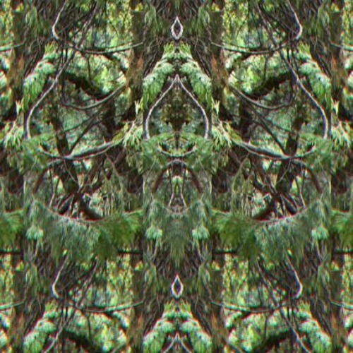 Deep In The Mystic Woods: Osmosis in the Trees 2024