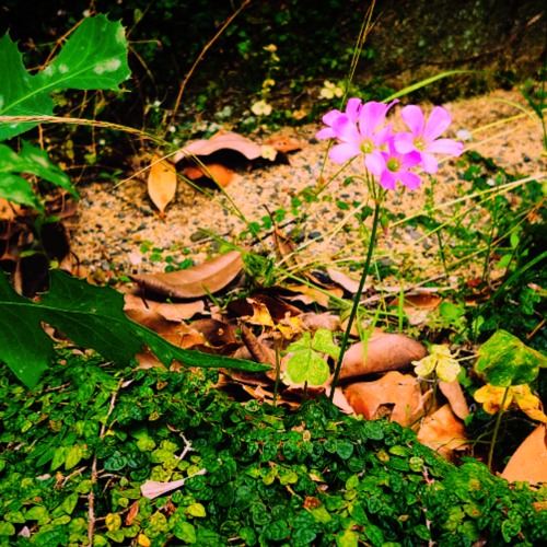 Nature Bless You