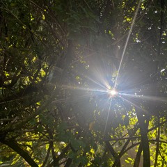 Summer of Yes: Love Rekindled, Words in Bloom, and Trusting the Unfolding