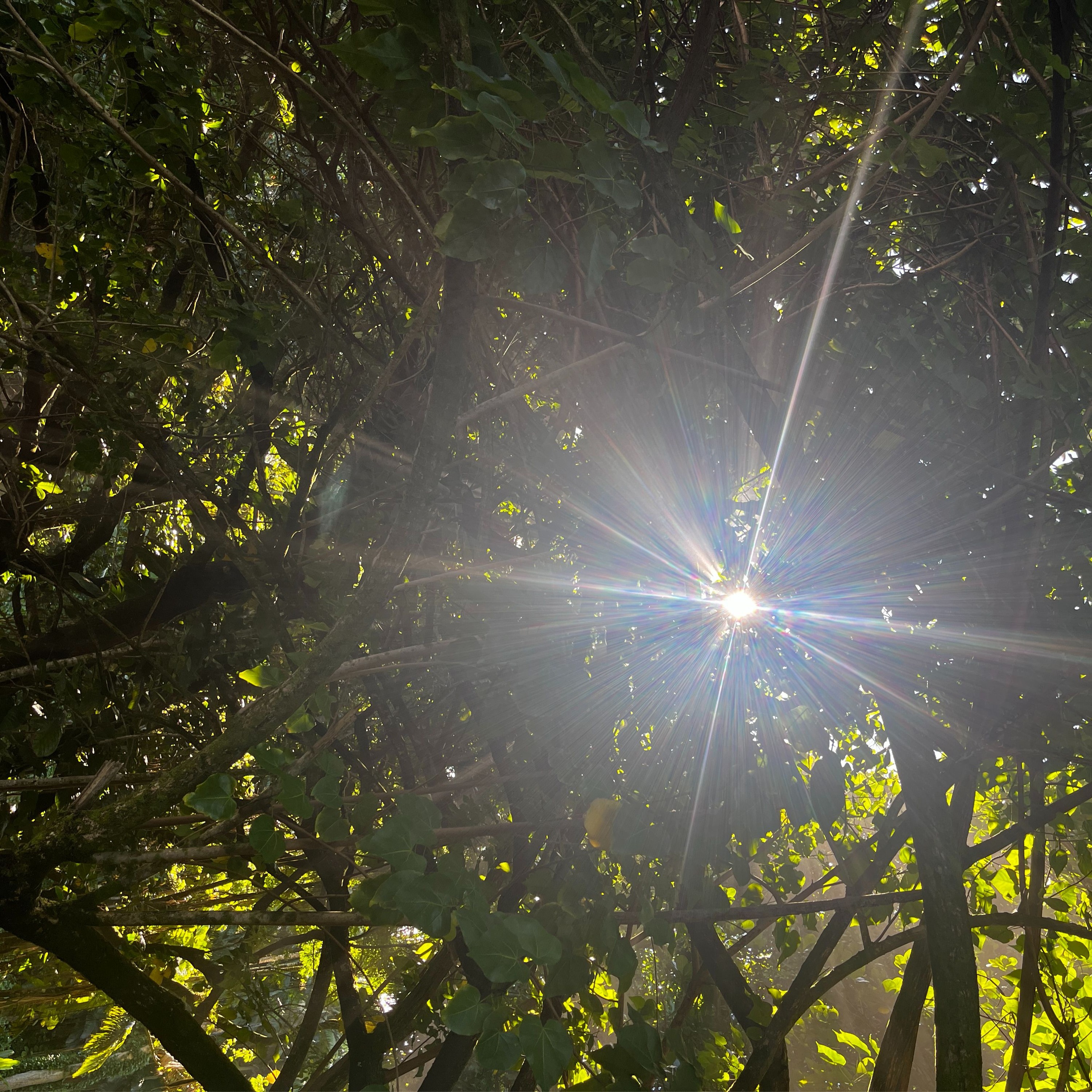 Career Coaching with Jessness