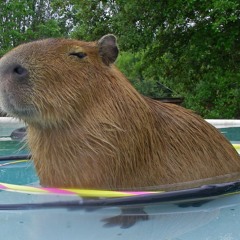 oh capybara