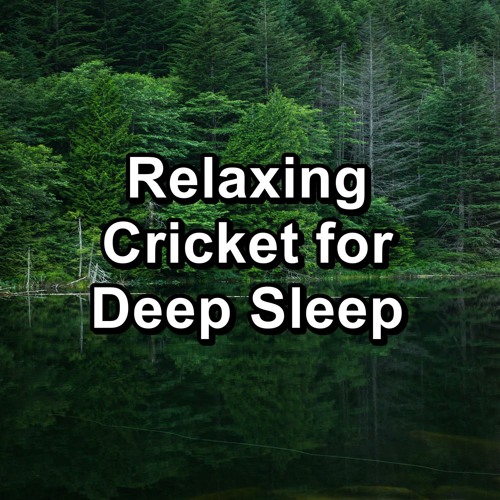 Stream Calming Cicadas Sounds By Sleep Crickets Listen Online For