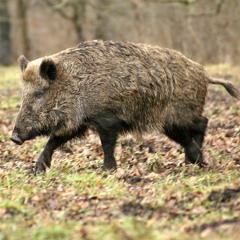 Wild boar