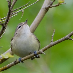 Warbling Vireo, Pelee Island,Fish Point,May6, 2024