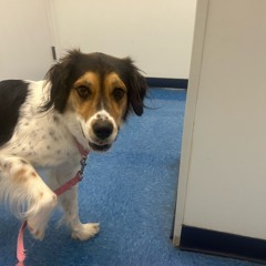 jim jones x camron prod bullseye