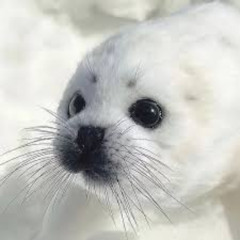 LoveLetters - Seals (Prod Me)