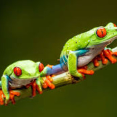 frog wit 11etern prod by Xul  yep