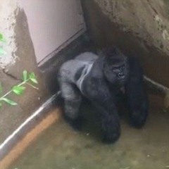 nwolex - harambe (dweemy + star boy) [slump audios exclusive + v8gve + 8teen]