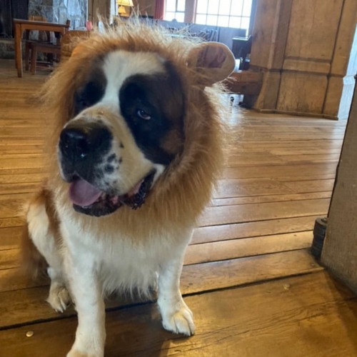 Bruno mix