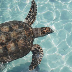 Ambient Spa Drumming (2020)