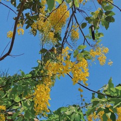 Cả Họ Lẫn Tên - Trương Bích Thần & Alin Hoàng Lệ Linh- A - Lin黄丽玲张碧晨 连名带姓
