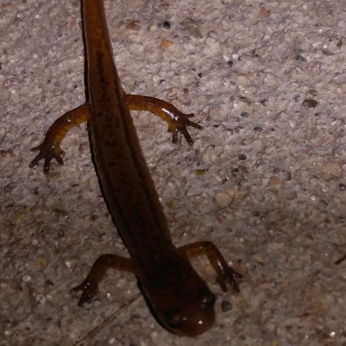 whorns (algae bloom x raysun mashup)