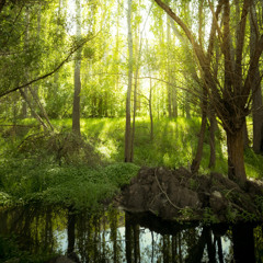 Hidden Glade