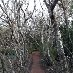 08.01.2022 - Cap. IX - Bem Aventurados os Mansos e Pacíficos - Injúrias e Violências (2)