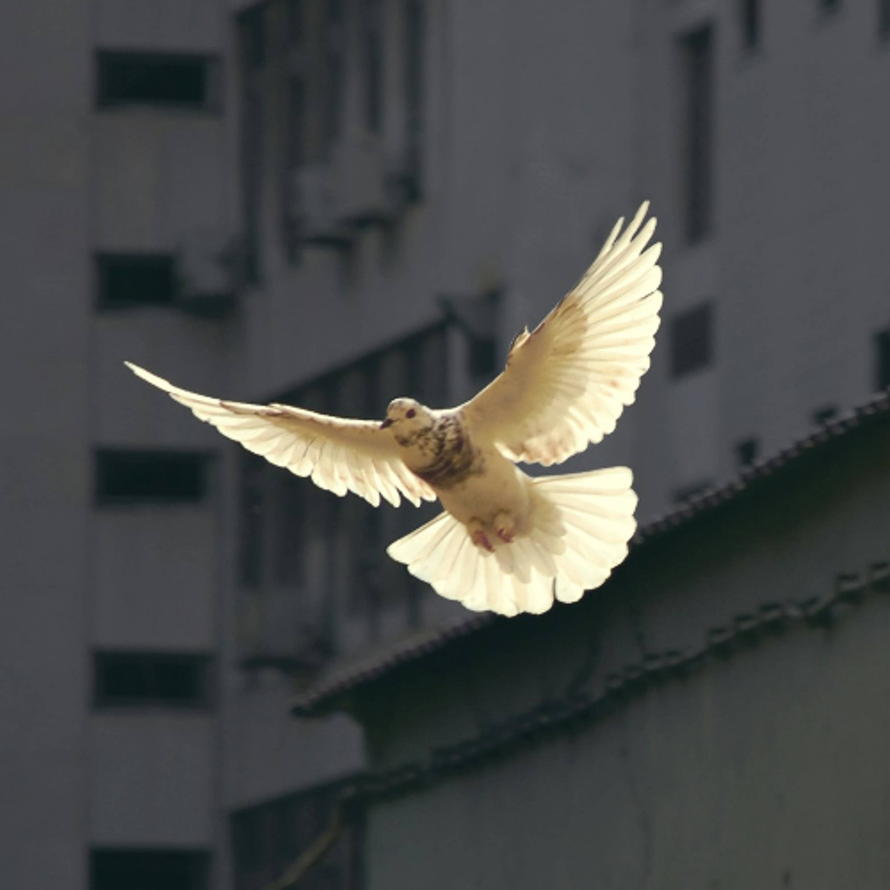 What does the Foreign Assistance Bill mean for peace?
