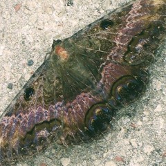 Wie ein Schmetterling