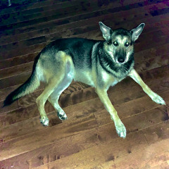 another stupid love song (old)