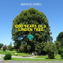 Biodata Recordings @1000 YEARS OLD LINDEN TREE (11/8/2023)
