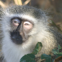 diddy kong - free rap beat