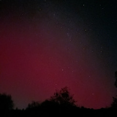 Song of the Bees - resynth