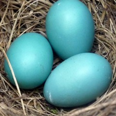 Cyan Egg Music - Alex LaFollett LIVE