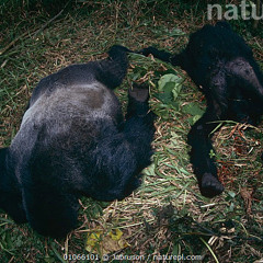 WalkDown ApeKilla pt3 Ft K4