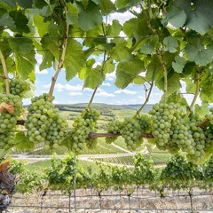 Derthona Due.Zero - Il Timorasso si presenta in anteprima