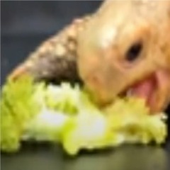 Asking Toby If Amalgamates Eat Broccoli Stem Or Bush First